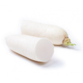 HIGH QUALITY WATER WASHED FRESH WHITE RADISH